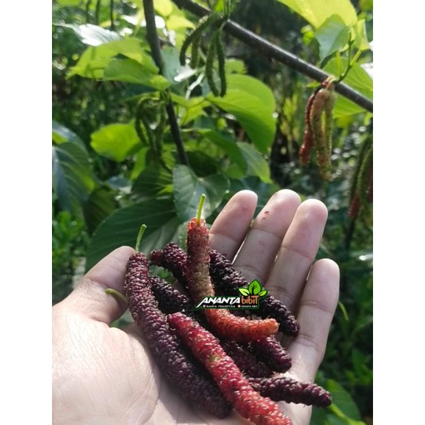 Murbei long | Murbei panjang