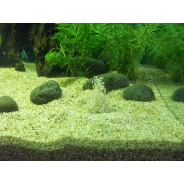 pasir bali aquarium aquascape murah