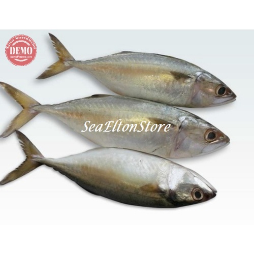 

IKAN KEMBUNG BANJAR Ikan Laut Segar