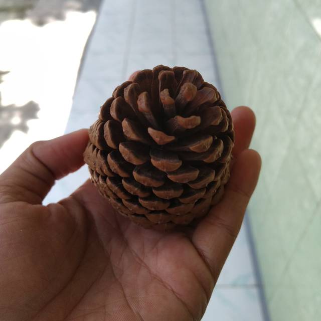 Biji pinus besar