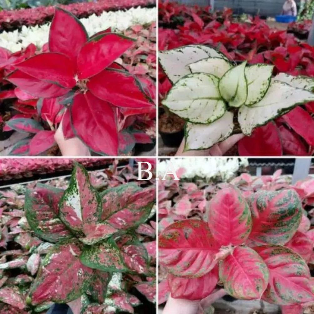 Promo  paket 4 tunas bibit aglonema suksom,jaipong,tri color,super white