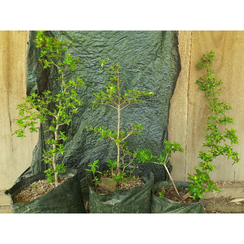 black olive (bucida spinosa)