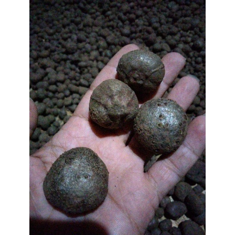 BENIH PORANG DARI KATAK PERBIJI