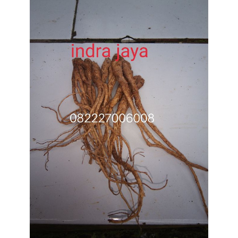

akar gingseng korea kering per 100 gram