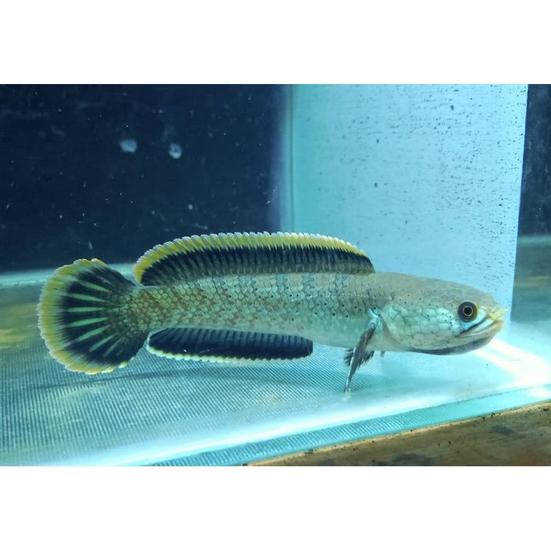 Channa limbata//lokal asli jawa rim tebal