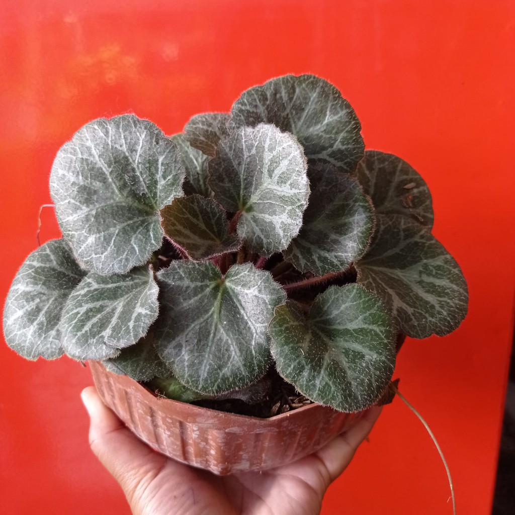 Bunga Begonia Strawberry Cantik Murah