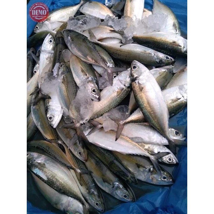 

IKAN KEMBUNG SEGAR BABY Ikan Laut Segar