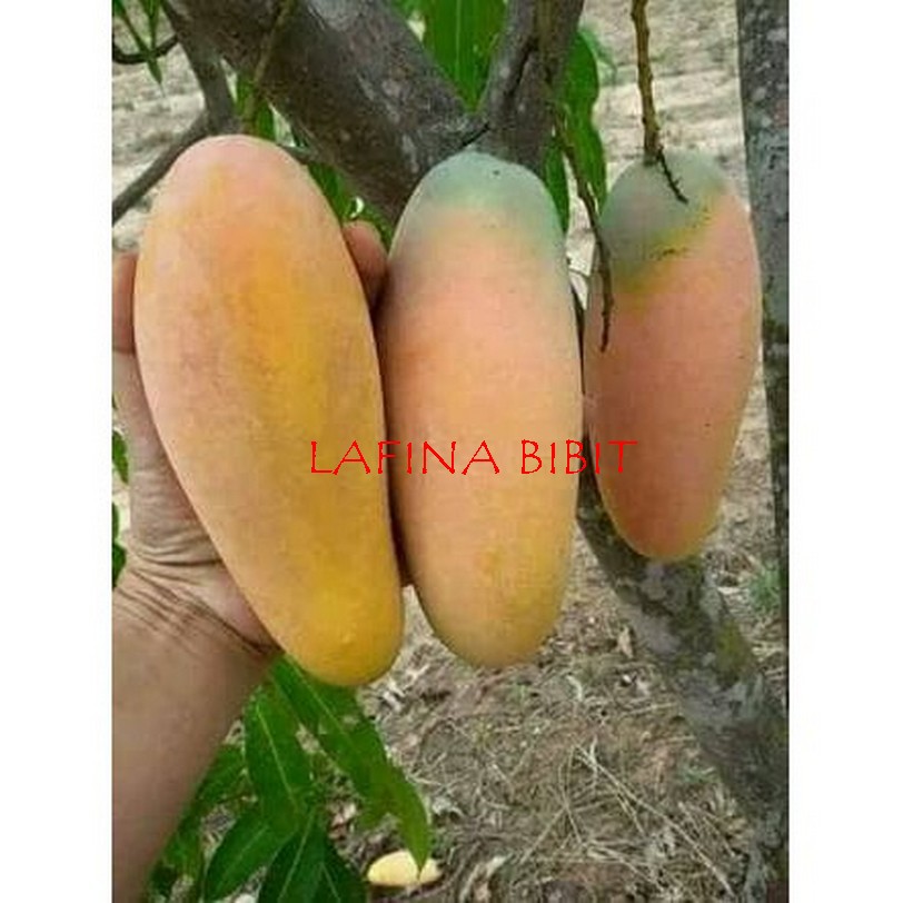 BIBIT POHON MANGGA CHOKANAN