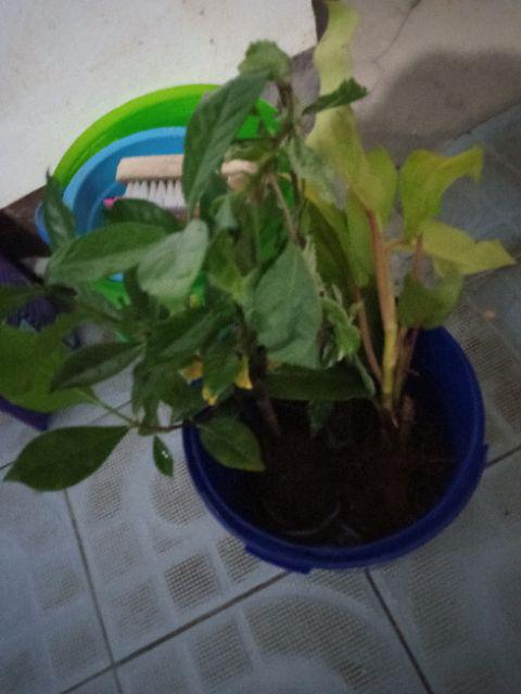 Tanaman Sirih Gading Centong /pohon Sirih Gading Centong /sirih Gading Daun Besar