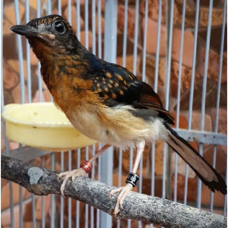 Murai Trotol Ternakan Gembling rawatan pake ring