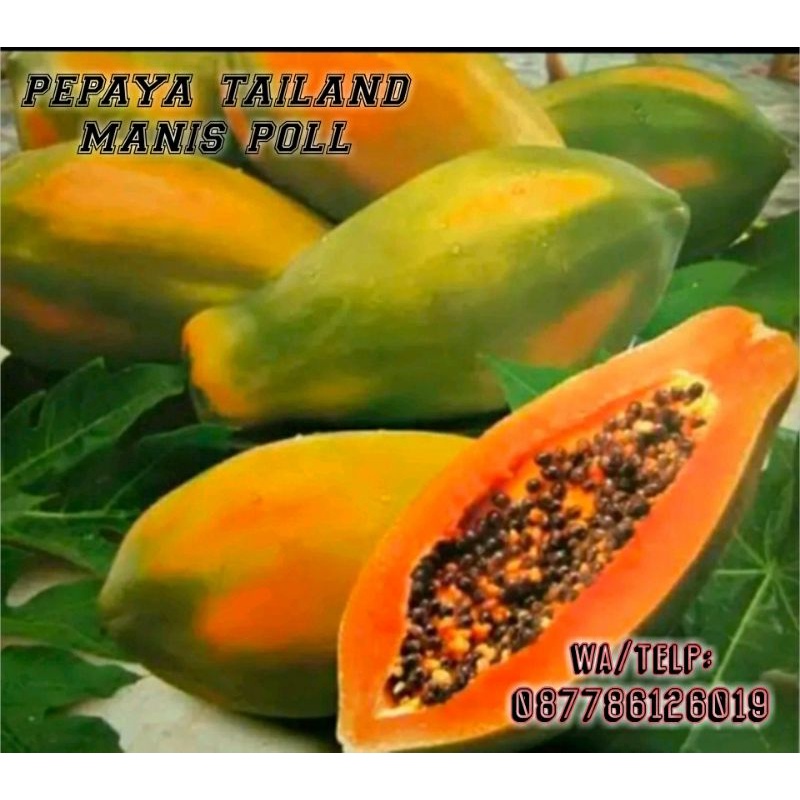 

pepaya tailand