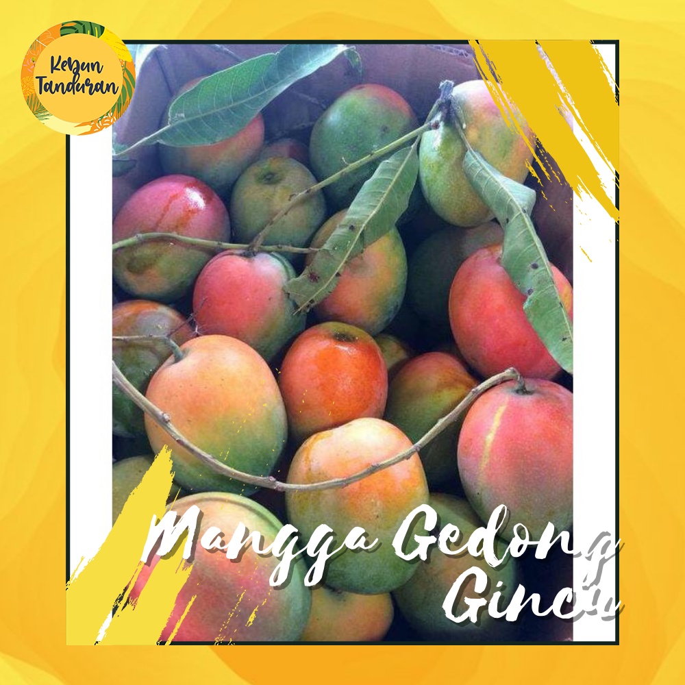 Bibit Tanaman Buah Mangga Gedong Gincu Segar