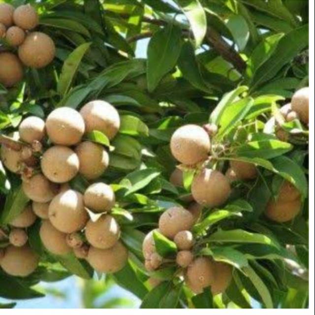 

Buah sawo 900 GRM + peking 100 grm