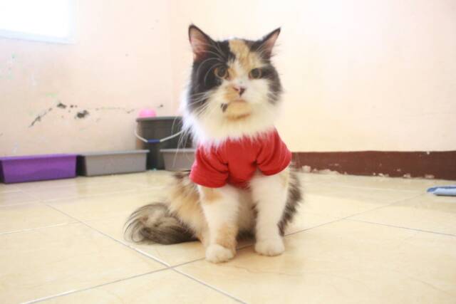 Kaos Polos strip merah untuk kucing &amp; anjing /Jual Baju Kucing Terlengkap &amp; Berkualitas size S-XL