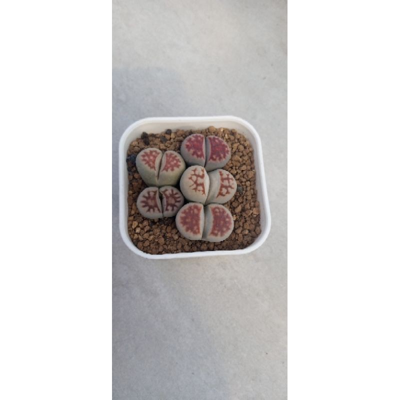

lithops