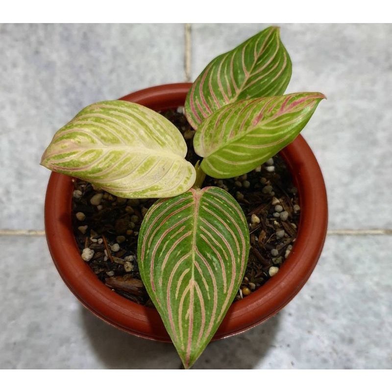 bibit aglonema golden hope