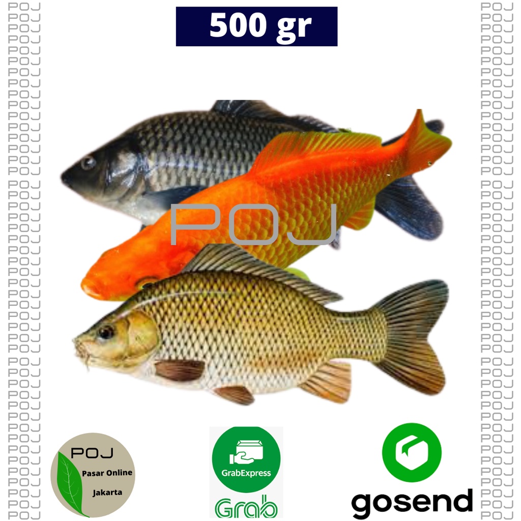 

Ikan Mas Hidup 500 gr✓ Ikan✓ Ikan Hidup✓Ikan Mas Segar POJ pasaronlinejakarta