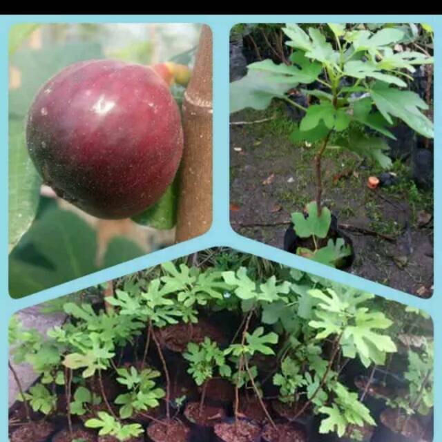 Bibit Buah Tin Merah