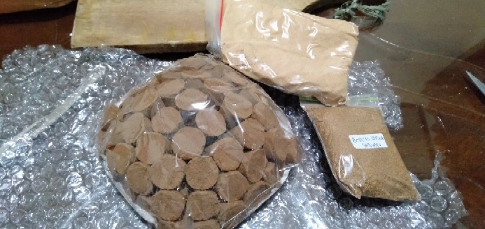 Dupa Kerucut Asli Gaharu Kalimantan Isi 50 Biji