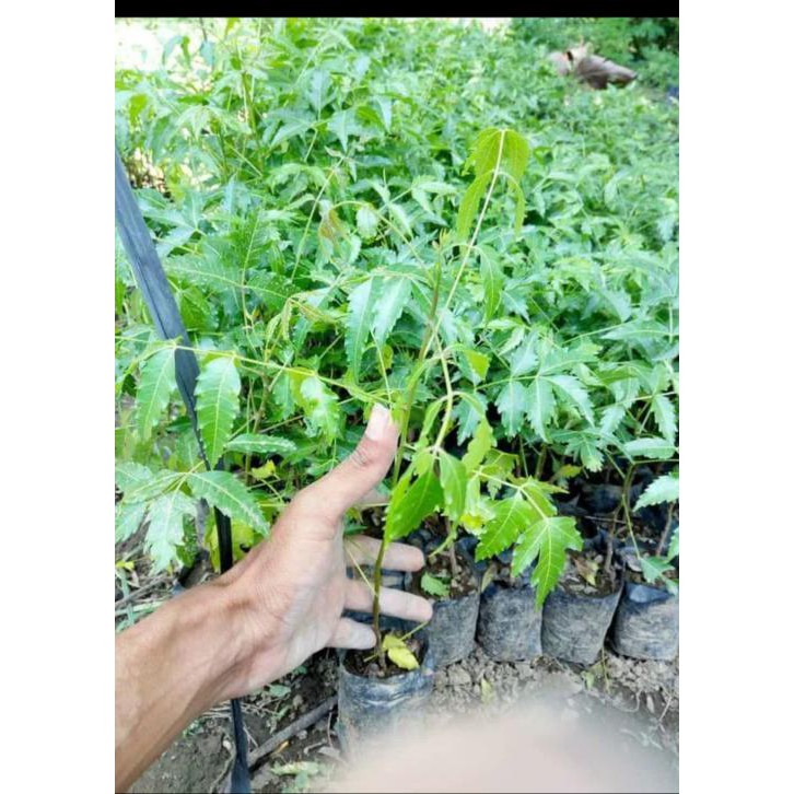 Diskon Bibit Pohon Daun Mimba Mimbo Murah