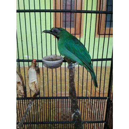 Sudah READY.. DUO SNOT COMBINE -> Obat snot/patek untuk segala jenis burung
