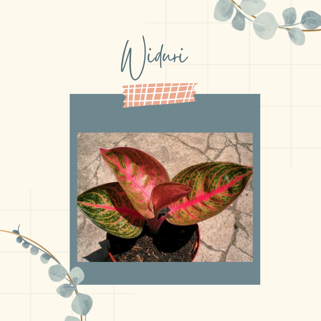 Bunga aglonema Widuri Tanaman Hias Bunga Aglaonema Murah Aglonema Widuri