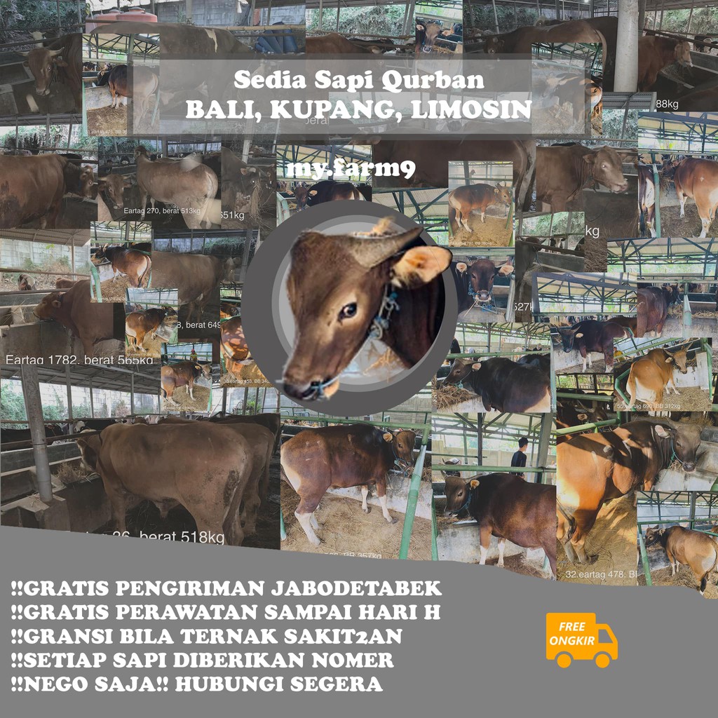 TERMURAH SAPI QURBAN BERKUALITAS Sapi Limosin, Sapi Kupang, Sapi Bali