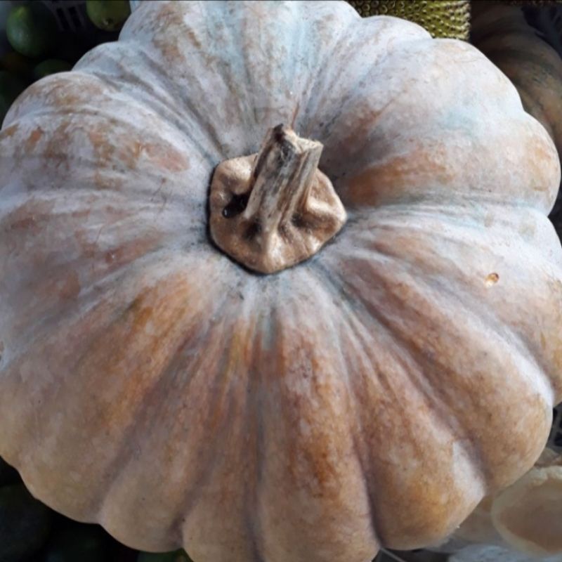 

Labu Kuning Berat 2 kg (Pengiriman Medan)