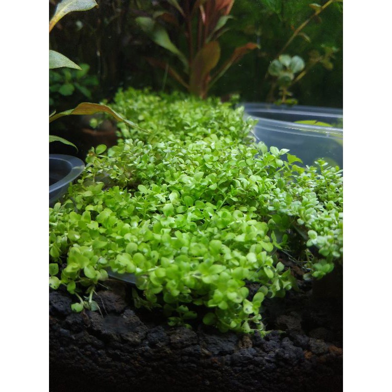 monte carlo / tanaman aquascape