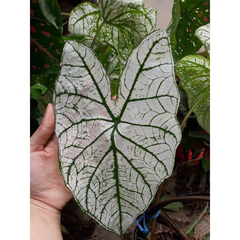 TANAMAN HIAS CALADIUM WHITE CHRISTMAS | KELADI PUTIH