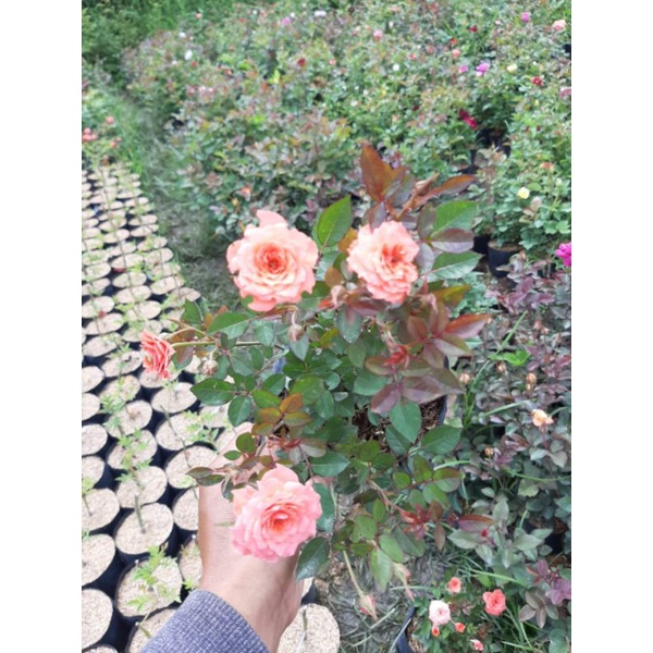 mawar import minion orange