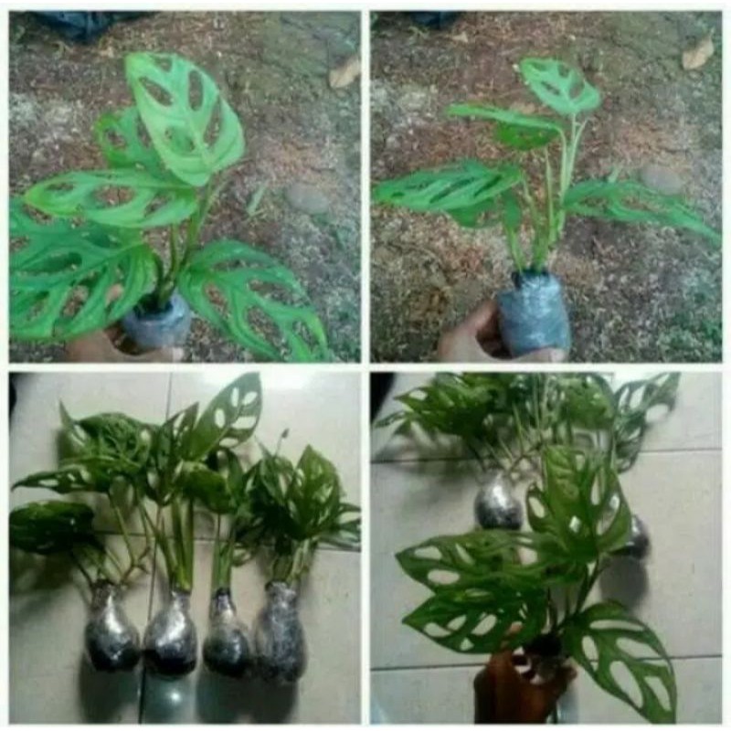 4pce tanaman hias janda bolong/janda bolong