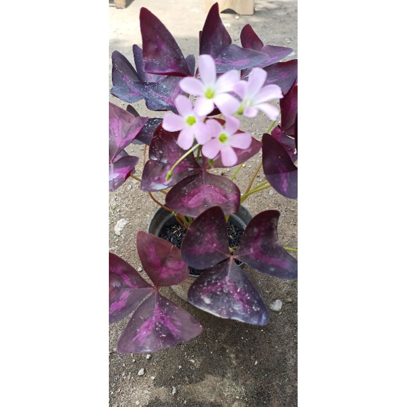 Oxalis ungu atau kupu kupu ungu