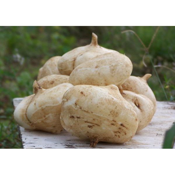 

BENGKUANG (500 GRAM)