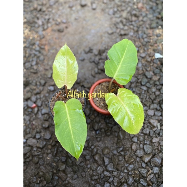 philodendron jungle fever varigata