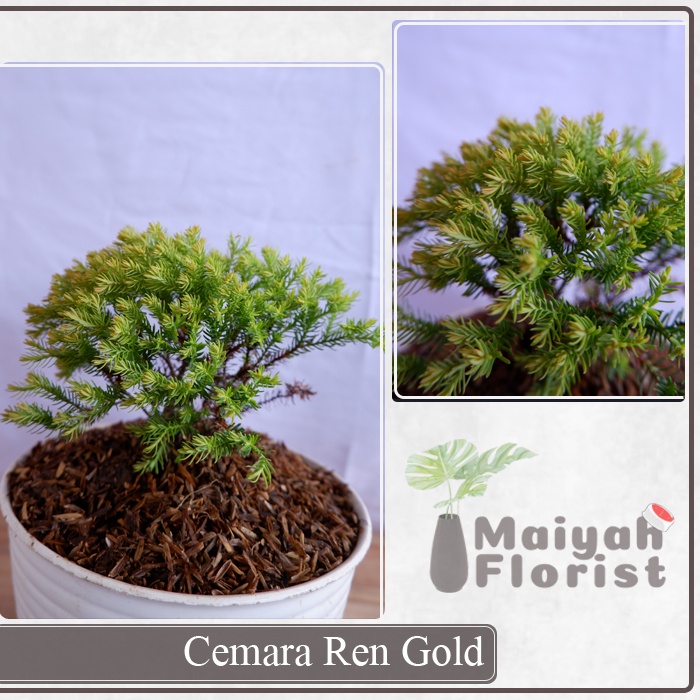 Cemara Ren Gold - Cemara Kuning - Golden - Tanaman Hias