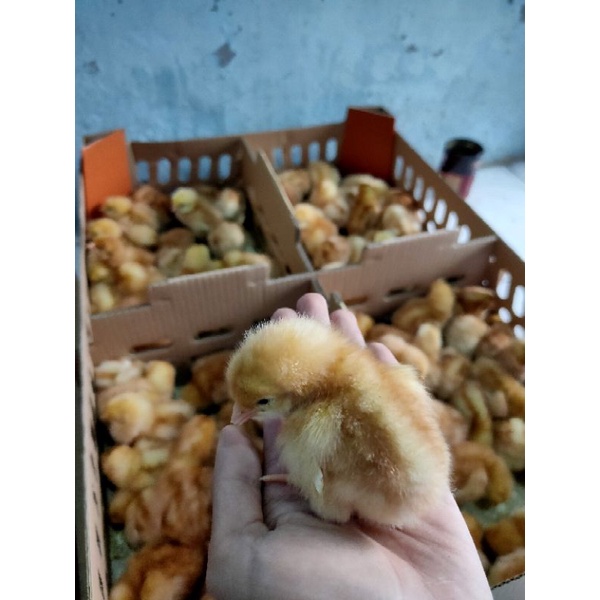 DOC petelur/layer/ayam merah ||perbox