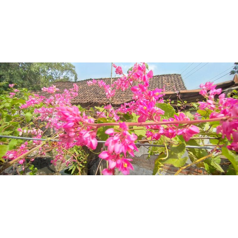 bibit AMP(air mata pengantin) merah.