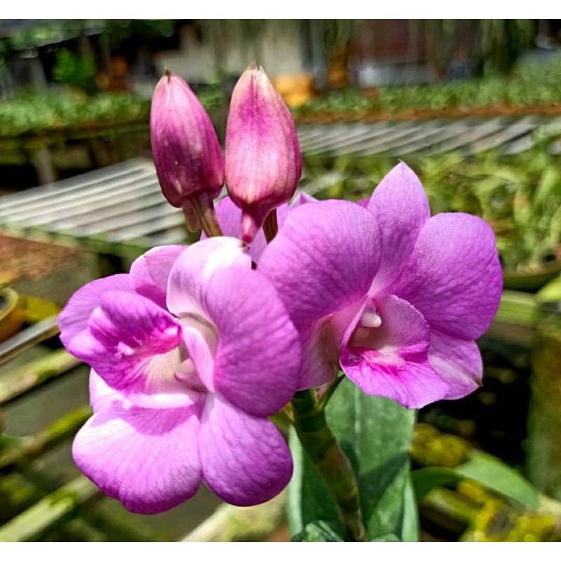 Dendrobium Fuchsia