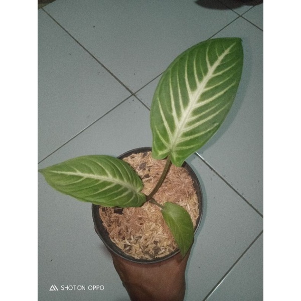 bibit Tanaman hias antasoma anakan keladi zebra/lindeni