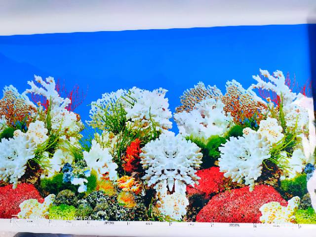 Gambar background hiasan dinding Aquarium tinggi 40cm panjang 1 meter