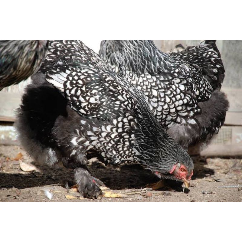 

TELUR AYAM BRAHMA SILVER LACED UNTUK DI TETASKAN