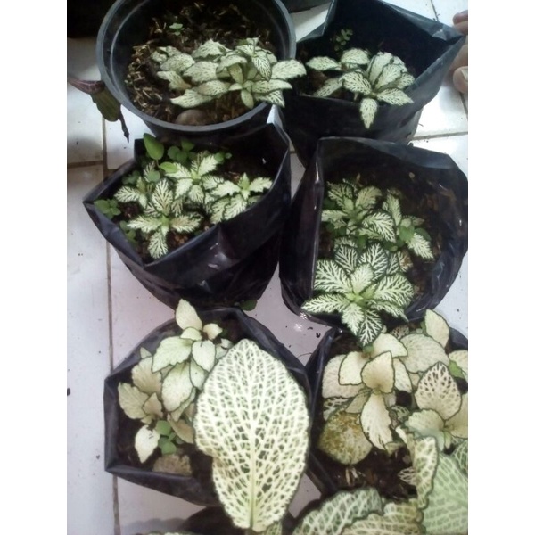 Paket hemat fittonia putih 10 free 1 fittonia warna