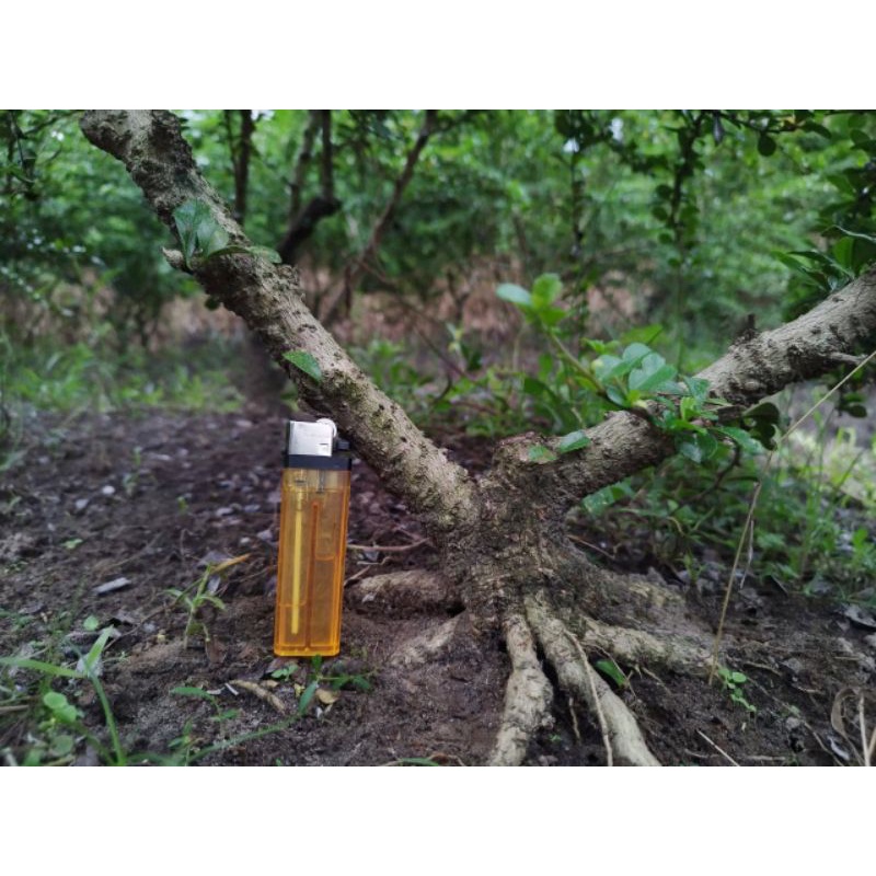 bahan bonsai hokiantea bunga