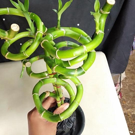 ❊ tanaman bambu air/bambu hoki/sri rezeki/ bambu cina/tanaman indor ✱