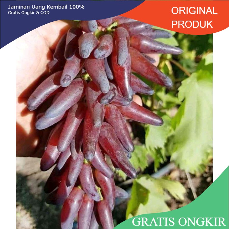 Bibit anggur halloween ukraina (hasil grafting) cepat berbuah