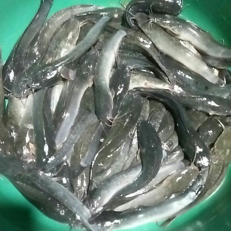 

LELE SEGAR. BERAT 1KG. SUDAH DI CUCI,SUDAH DI BERSIKAN DAN SUDAH DI BUMBUHI. PRAKTIS.