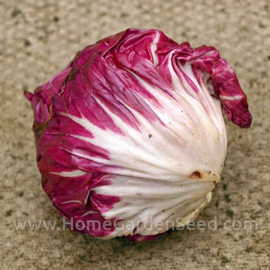 Benih Radicchio Palla Rossa - Home Garden Seed