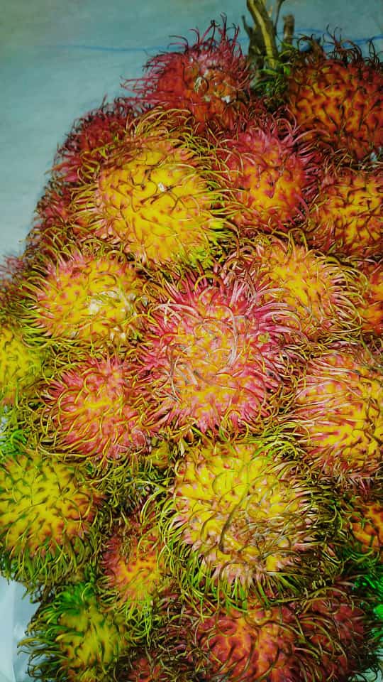 Centong Nasi Solutip