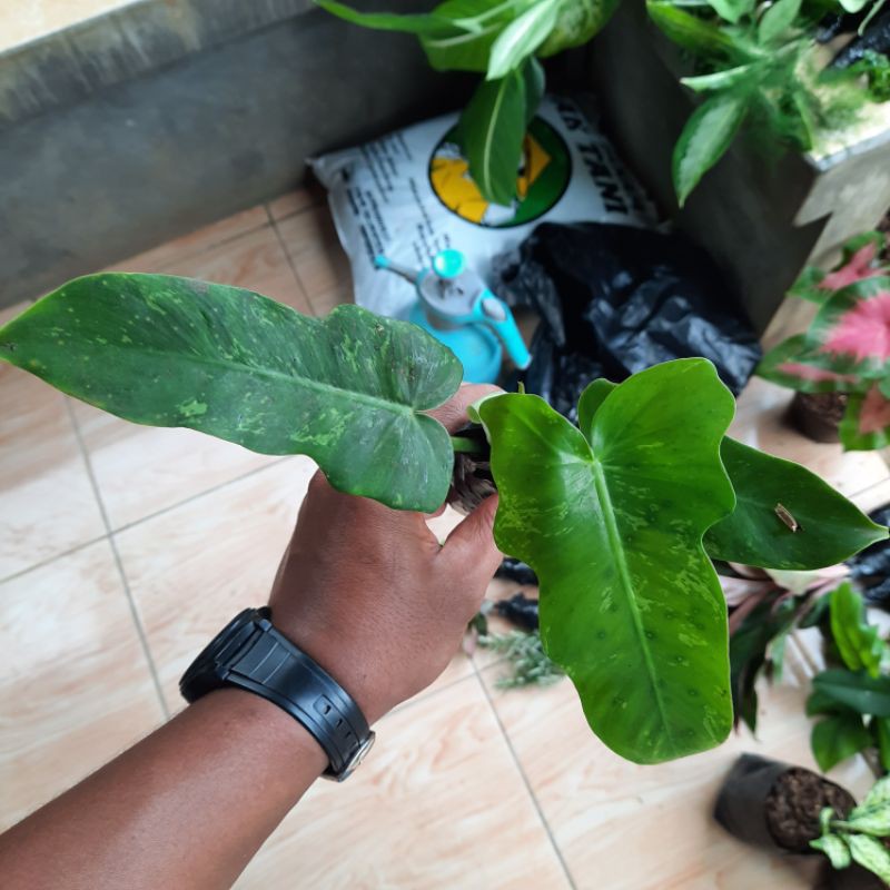 bibit philodendron dragon varigata - philo dragon varigata - philodendron golden dragon